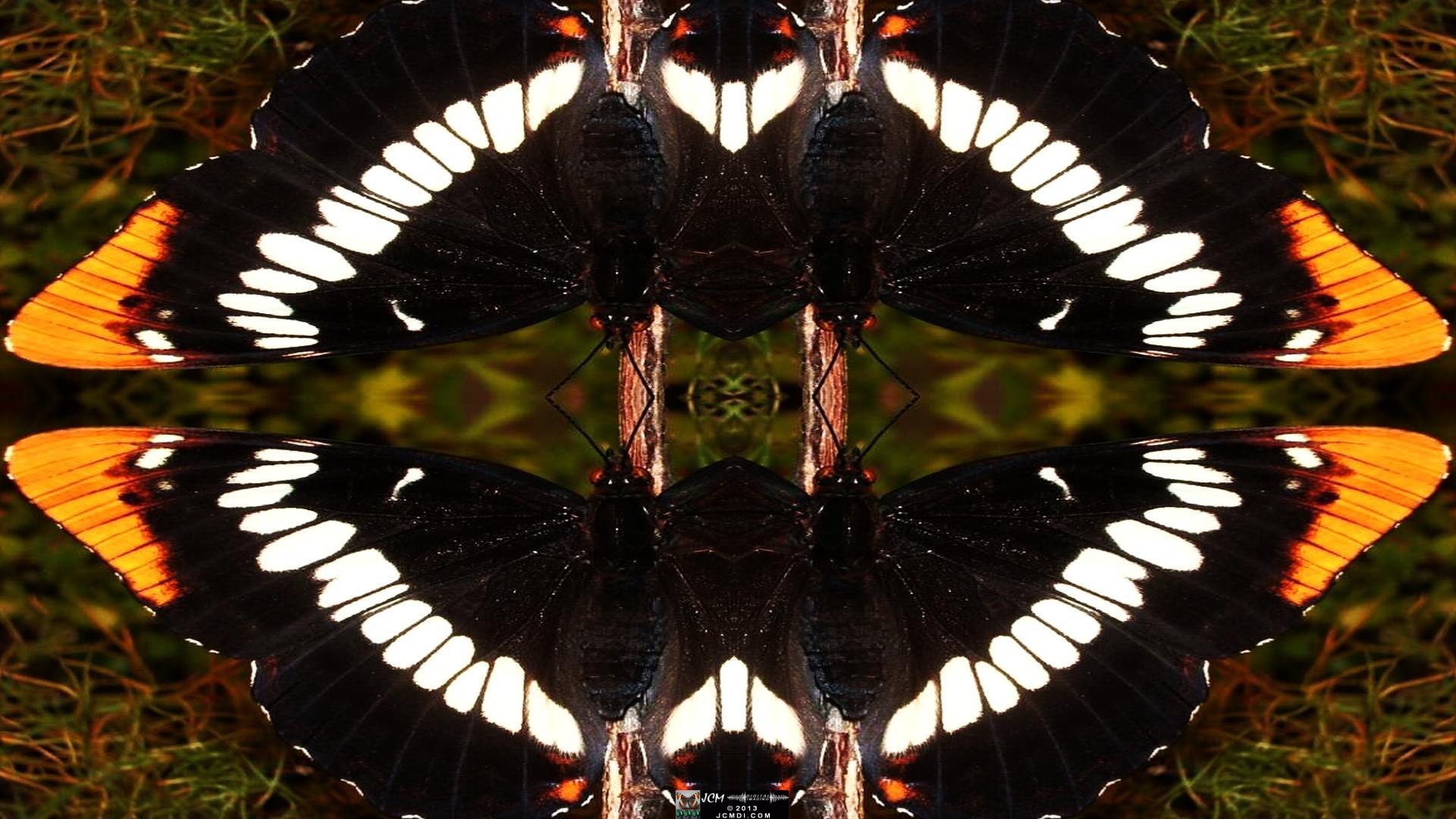 Quadroscopic art made from a digital butterfly image.
